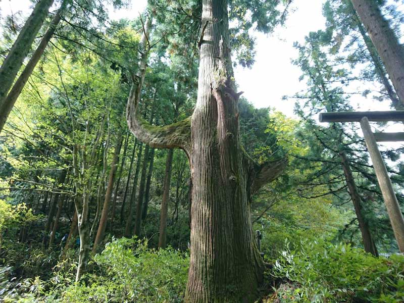 Tree of Tengu