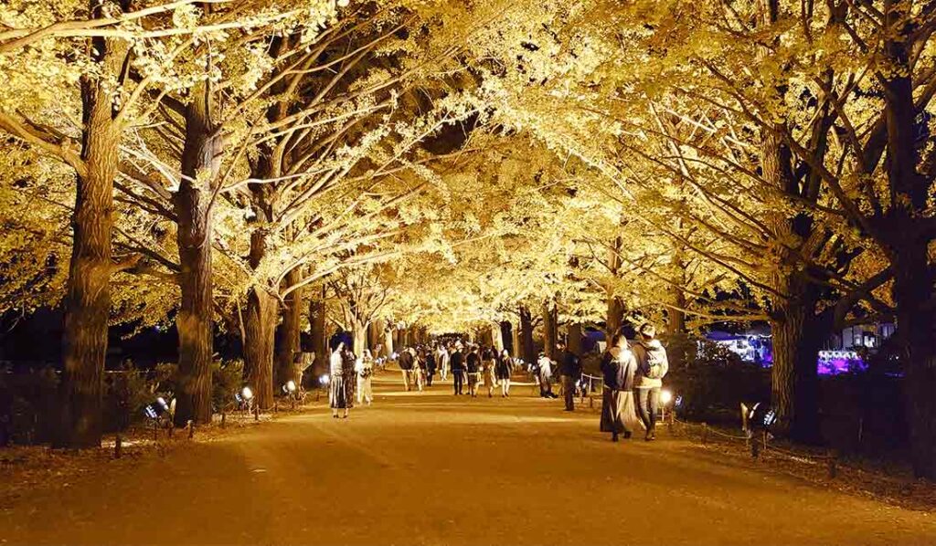 Ginko trees at Showa Kinen Park